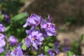 Purple flowers, Purple flower clusters, Crowds of flowers